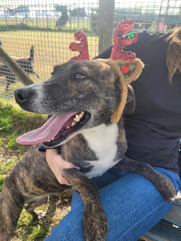 Zoom, la cagnolina più simpatica del canile  Foto 7